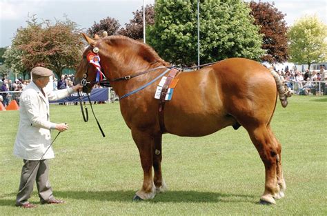 Rare horse breeds from around the world - Horse & Hound