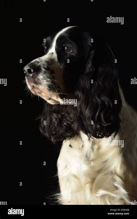 English Springer Spaniel Portrait Stock Photo - Alamy