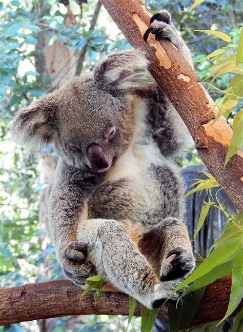 KOALAS' SLEEPING GRIP by darronfarquhar - VIEWBUG.com