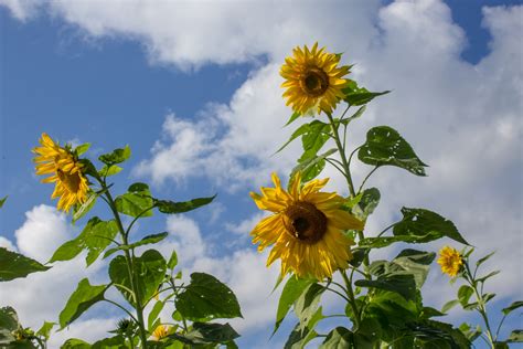 Sunflower Free Stock Photo - Public Domain Pictures