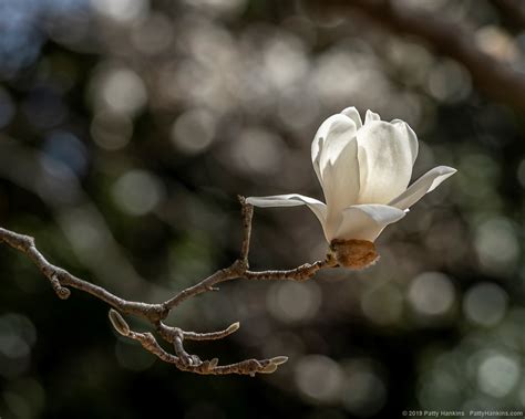 Yulan Magnolias | Beautiful Flower Pictures Blog