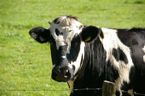 Dairy Farming: What Is It? And How Does A Dairy Farm Work? – Carolyn ...