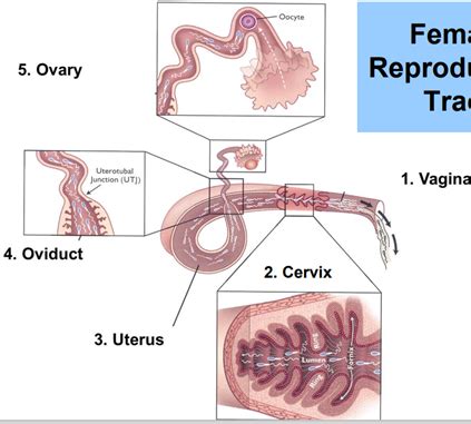 Female Reproduction: Anatomy, hormones and Folliculogenesis Flashcards | Quizlet