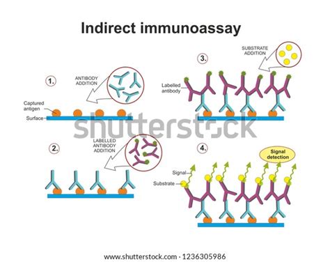 13 Indirect Elisa Images, Stock Photos & Vectors | Shutterstock