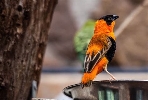 Bright Orange | Bright orange, Orange, Orange bird