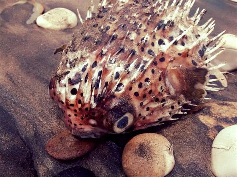 🥇 Image of Globe Fish - 【FREE PHOTO】 100007394