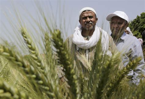 Greening the Egyptian Economy with Agriculture | Middle East Institute