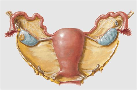 Mesometrium, cardinal Ligament, ovarian Ligament, uterosacral Ligament ...