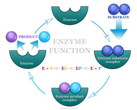 How Enzymes Work