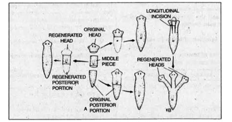 Describe regeneration in Planaria.