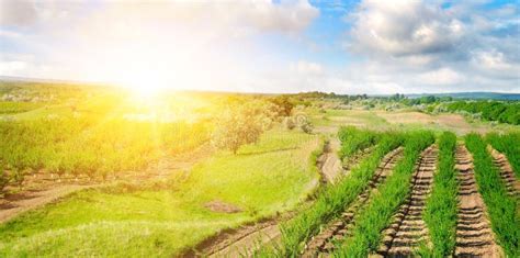 Garden with Fruit Trees and Sunrise. Wide Photo Stock Photo - Image of grass, farm: 136546750