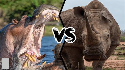 RHINO VS HIPPO!! FIRST EVER RECORDED BATTLE IN HISTORY!! WATCH TO FIND OUT WHO WINS!! - YouTube