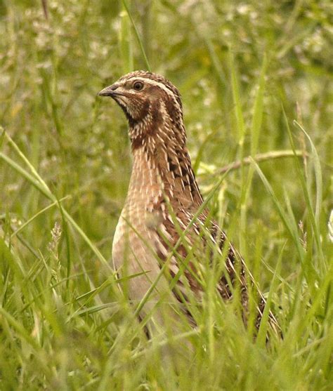 Common Quail - Coturnix coturnix male adult breeding - gibl120735