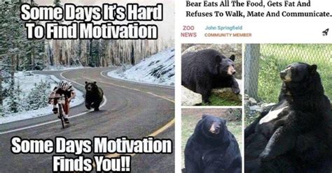 28 Silly Bear Memes That Feel Like A Big Bear Hug | Bear hug, Bear, Memes