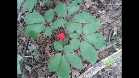 Identifying Wild Ginseng, Harvesting, and Drying - YouTube