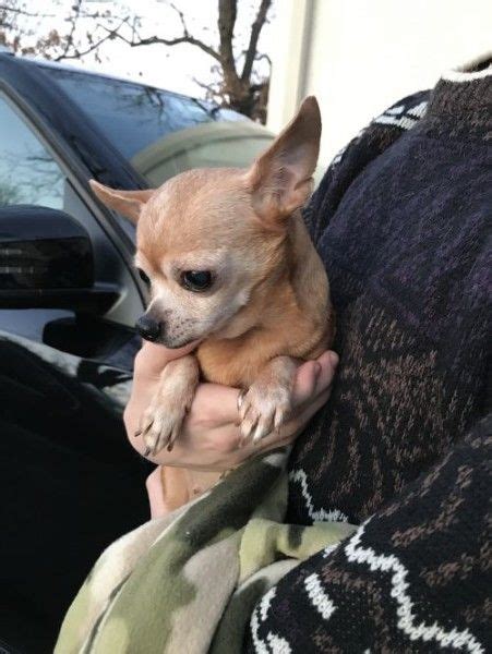 Chihuahua Puppies For Adoption In Wisconsin : 6 males and 2 females ...