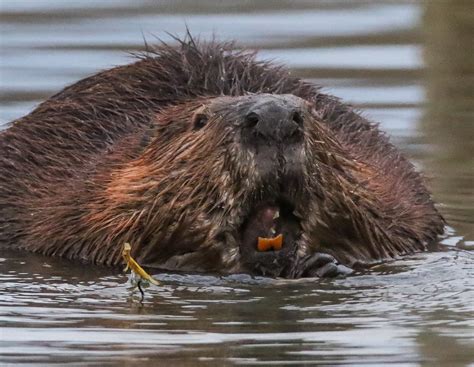 Acadia's North American Beaver: The Ultimate Keystone Species (U.S. National Park Service)