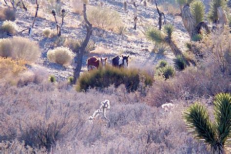 Nevada wild horses Free Photo Download | FreeImages