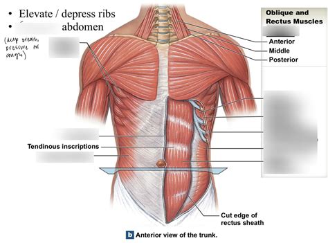 Anterior Abdominal Muscles Diagram | Quizlet