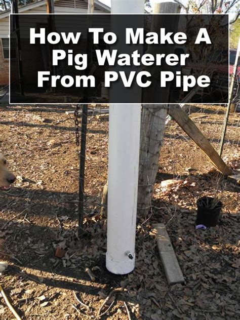 DIY PVC Pig Waterer