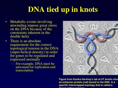 Dna topology