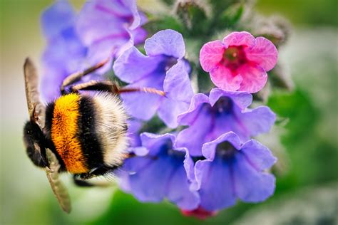 Bee Pollination Flowers - Free photo on Pixabay - Pixabay