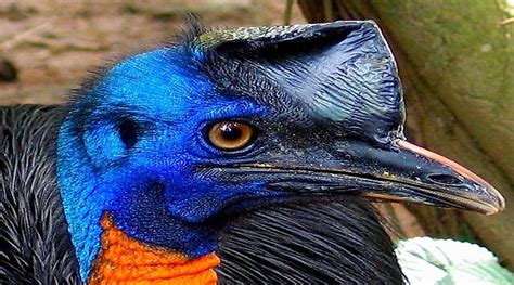 The Three Species Of The Cassowary Bird Living Today - WorldAtlas