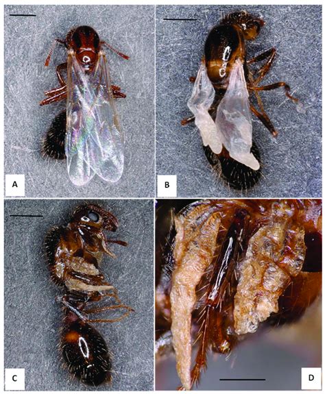 Solenopsis invicta specimens displaying the normal wing (NW) and ...