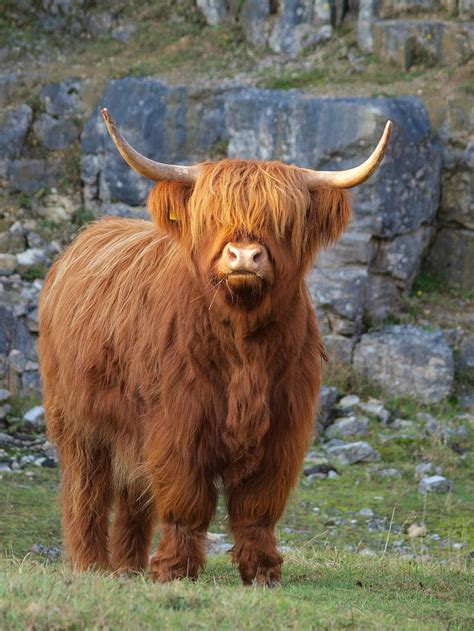 429 best Scottish Highland Cattle images on Pinterest | Highland cattle ...