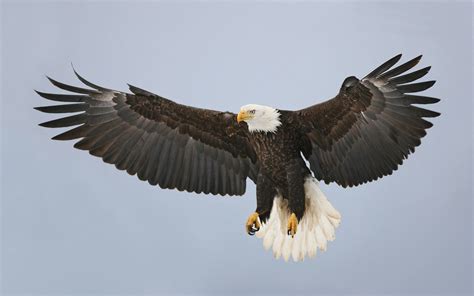 Eagle Wings Wallpapers - Wallpaper Cave