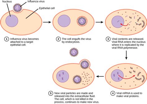 Discovery of Giant Viruses Adds an Unexpected Twist to The Debate: Are Viruses Alive? : ScienceAlert