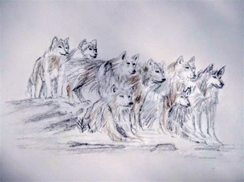 Wolf Pack Drawings In Pencil