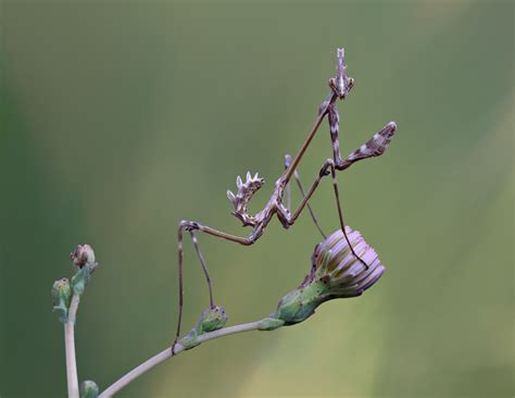 purple Praying Mantis by lisans on DeviantArt