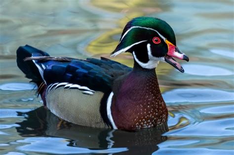 The 34 Types Of Ducks In Florida And Where To Find Them