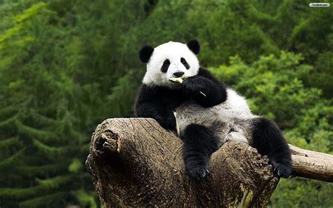 Panda Bear Wallpapers - Top Free Panda Bear Backgrounds - WallpaperAccess