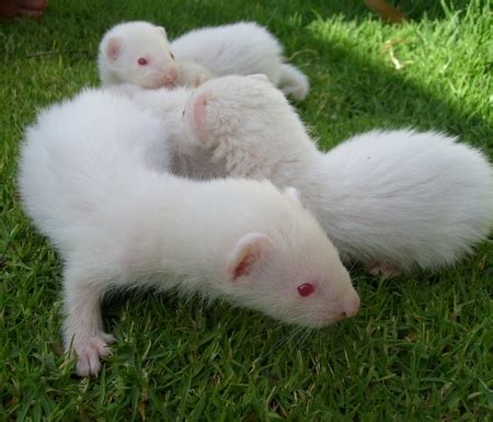 Albino Ferret Babies - Other & Animals Background Wallpapers on Desktop Nexus (Image 146313)