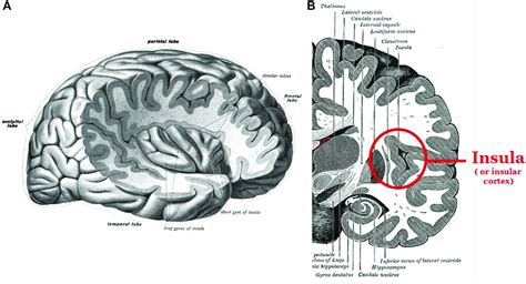 Insular Cortex Diagram