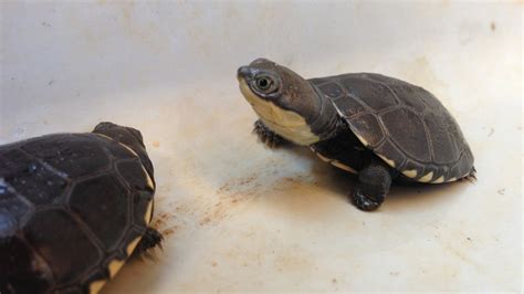 African Helmeted Turtle - Honolulu Zoo Society