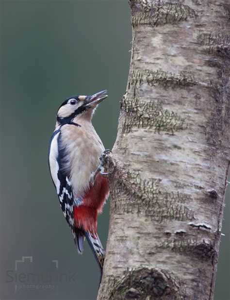 Wildlife the Netherlands – Siemerink Photography