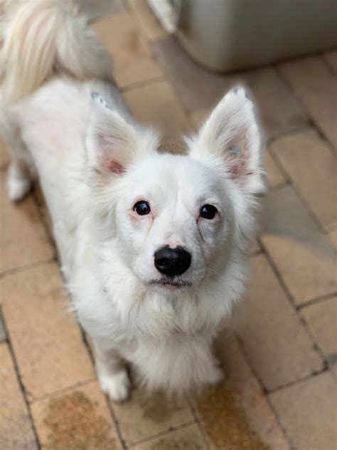 Leo - Small Male Spitz Mix Dog in NSW - PetRescue