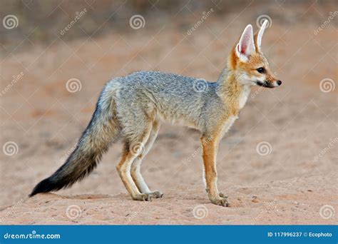 Cape Fox in Natural Habitat Stock Image - Image of wild, predator ...