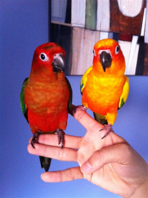 Red factor sun conure: Red factor sun conure and Sun conure