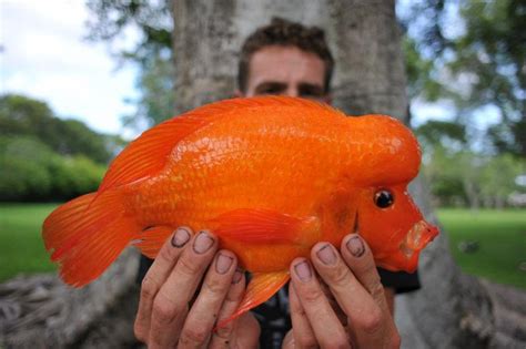 Cichlid, Midas Moose439 | www.roughfish.com