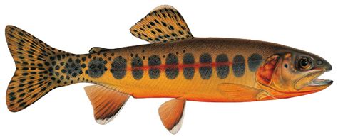 California Golden Trout – Western Native Trout Initiative