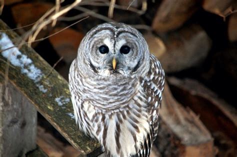 Barred Owl: Description, Habitat, & Fun Facts