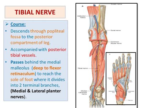 Tibial Nerve : Course, Motor & Sensory Innervation | Nerve pain relief, Medical school studying ...