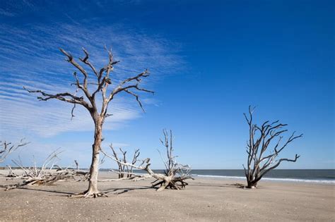 Premium Photo | Botany bay beach