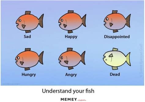 Free Funny Fish, Download Free Funny Fish png images, Free ClipArts on Clipart Library