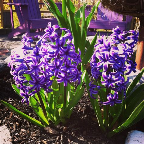 Purple !! Hyacinth Hyacinth, Purple, Garden, Plants, Garten, Lawn And Garden, Gardens, Plant ...