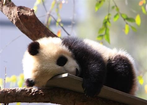 sleeping small panda cute animals baby panda Ailuropoda melanoleuca panda on branch panda ...